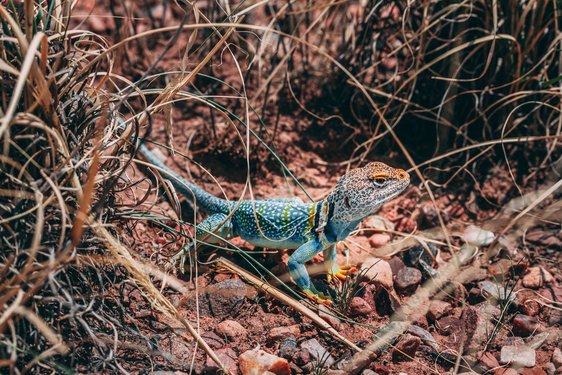 Not So Sneaky Lizard