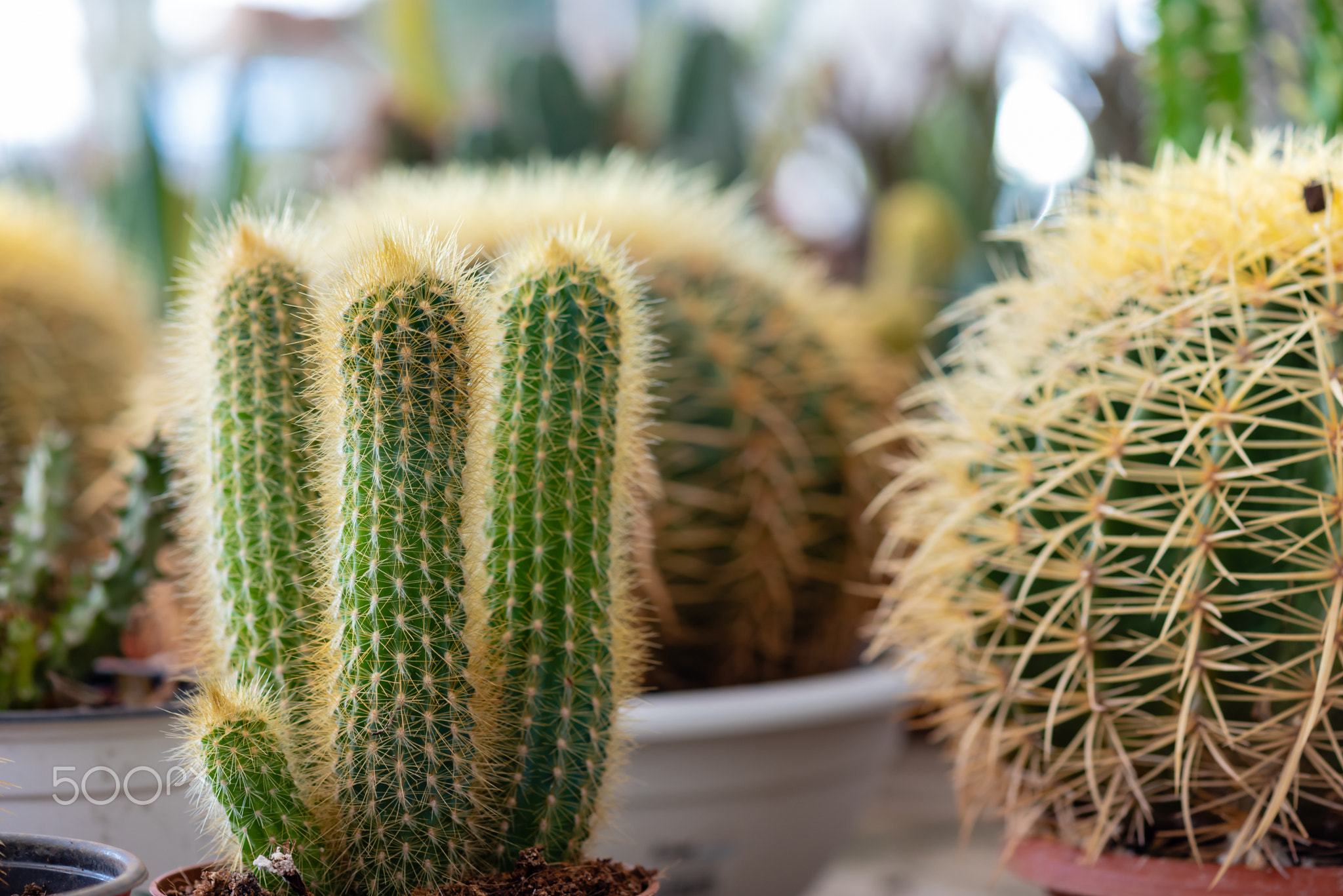 Decoration cactus in the exhibition