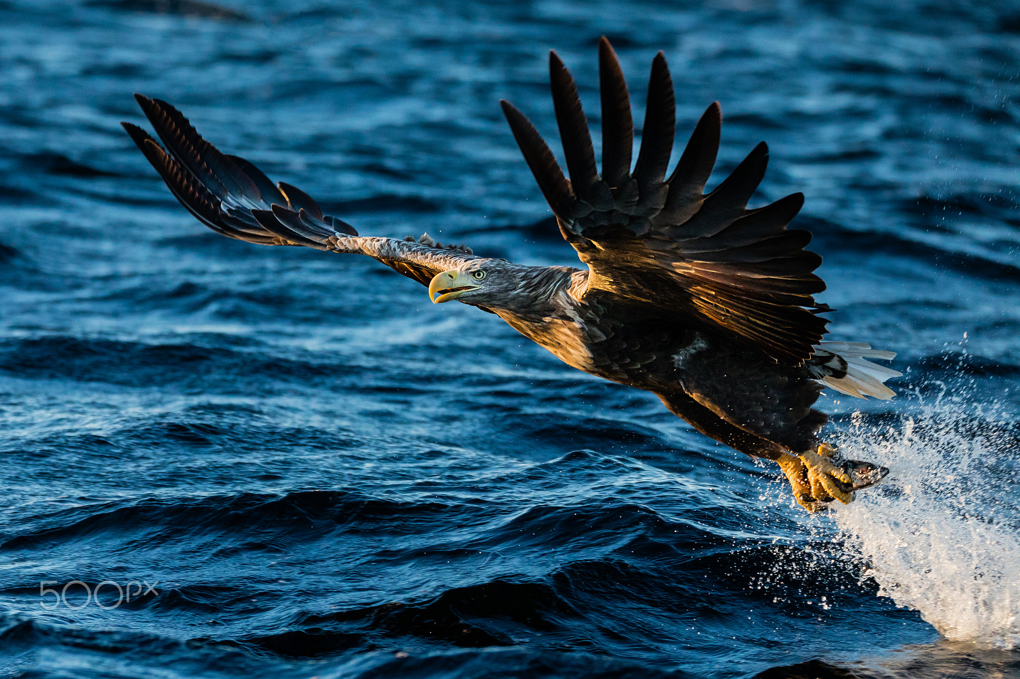 Fish eagle catching its meal