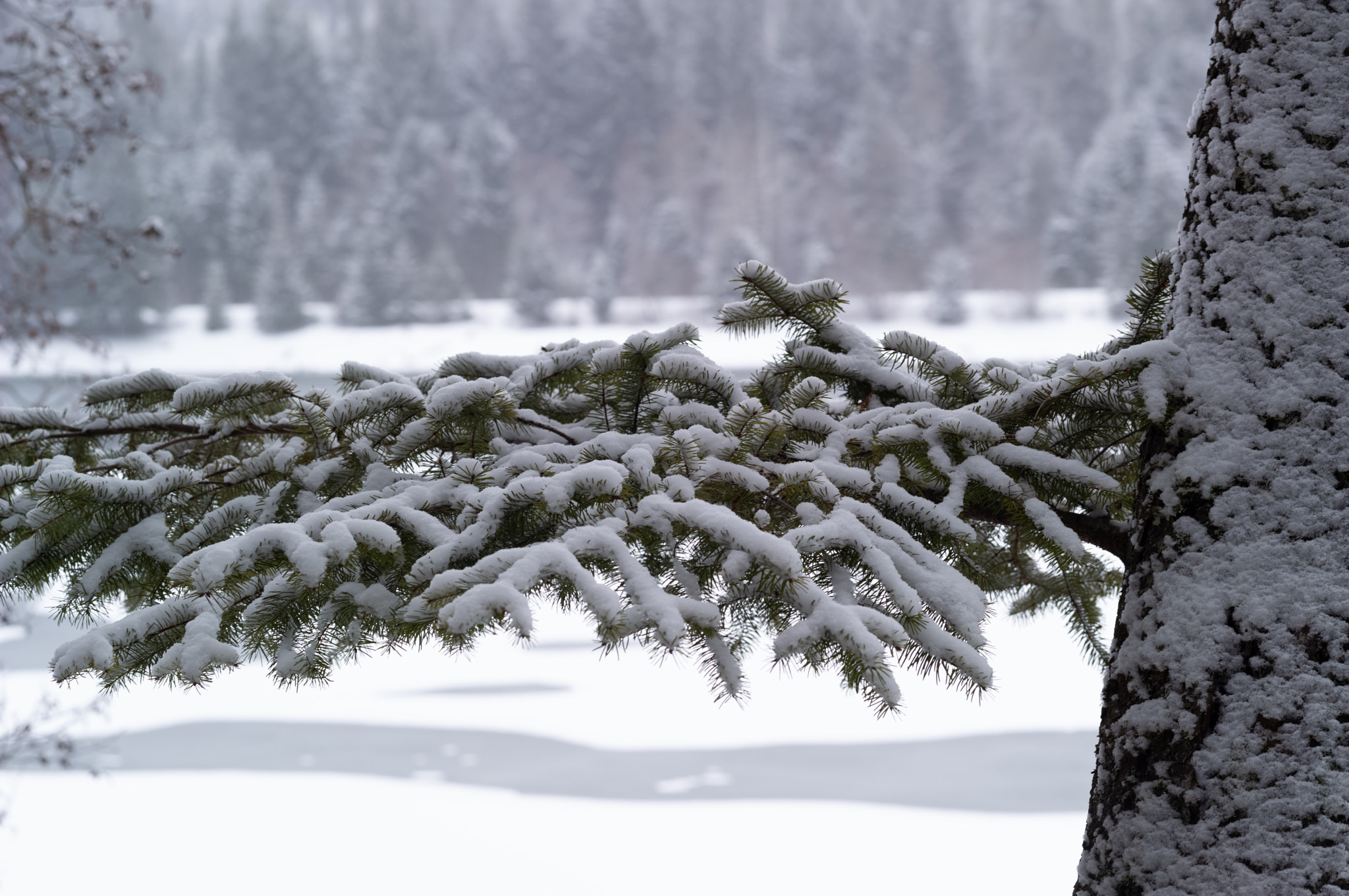 Snowy branch v 2