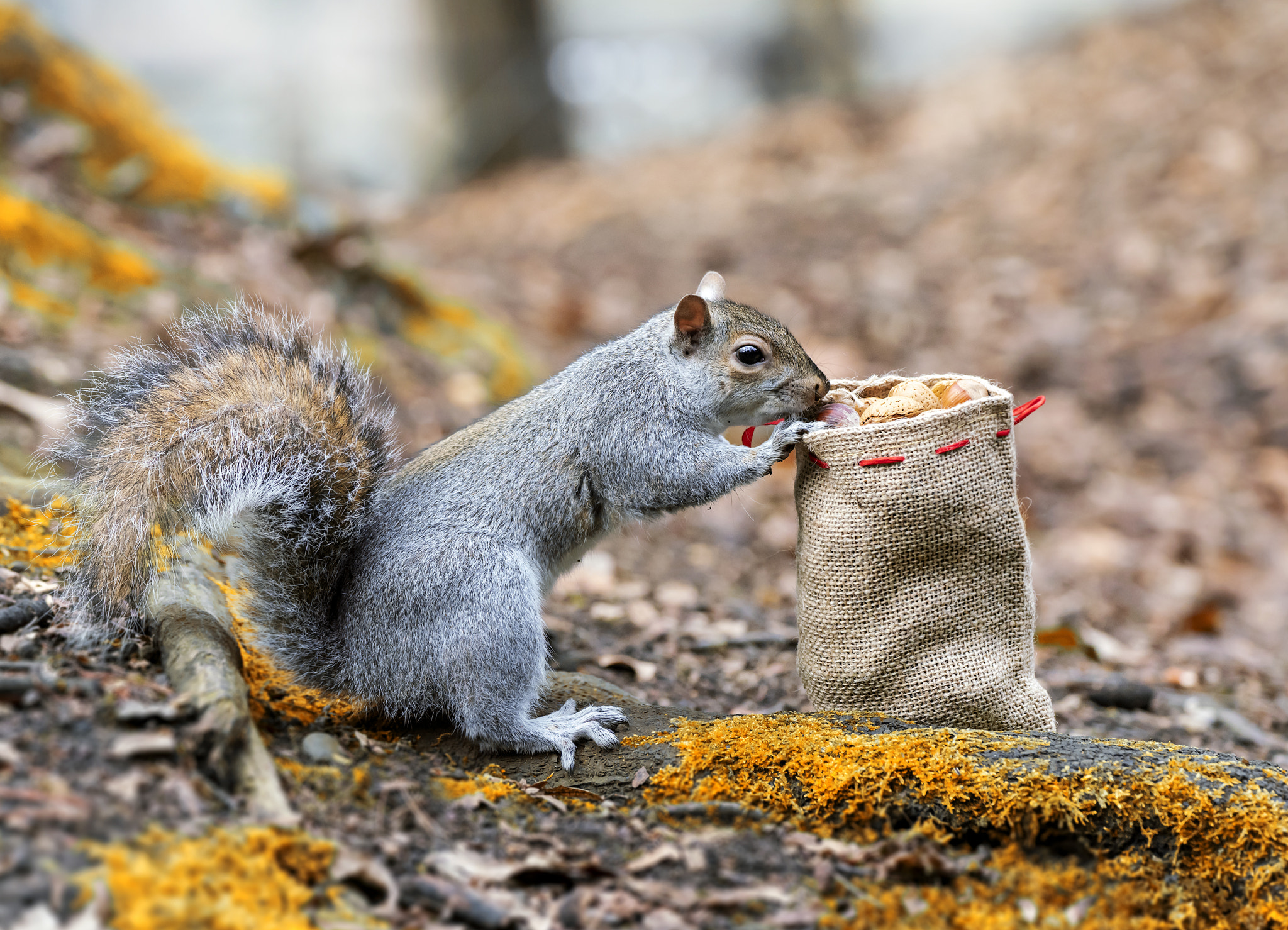 Curious squirrel