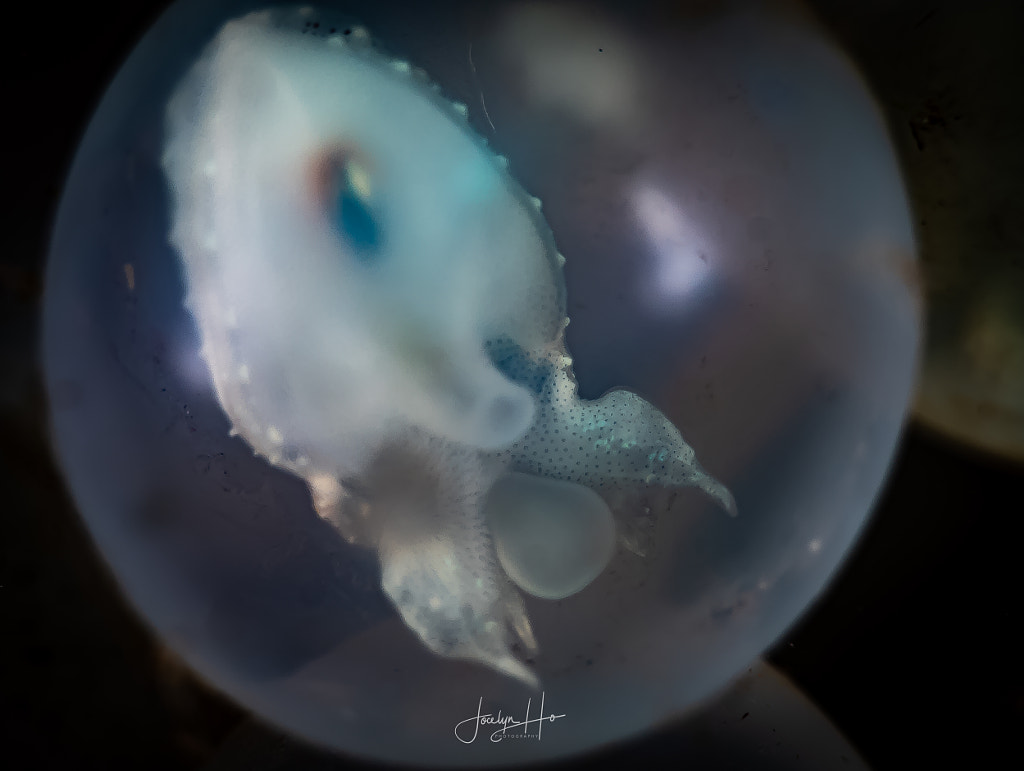 Squid in its egg by Jocelyn Ho on 500px.com