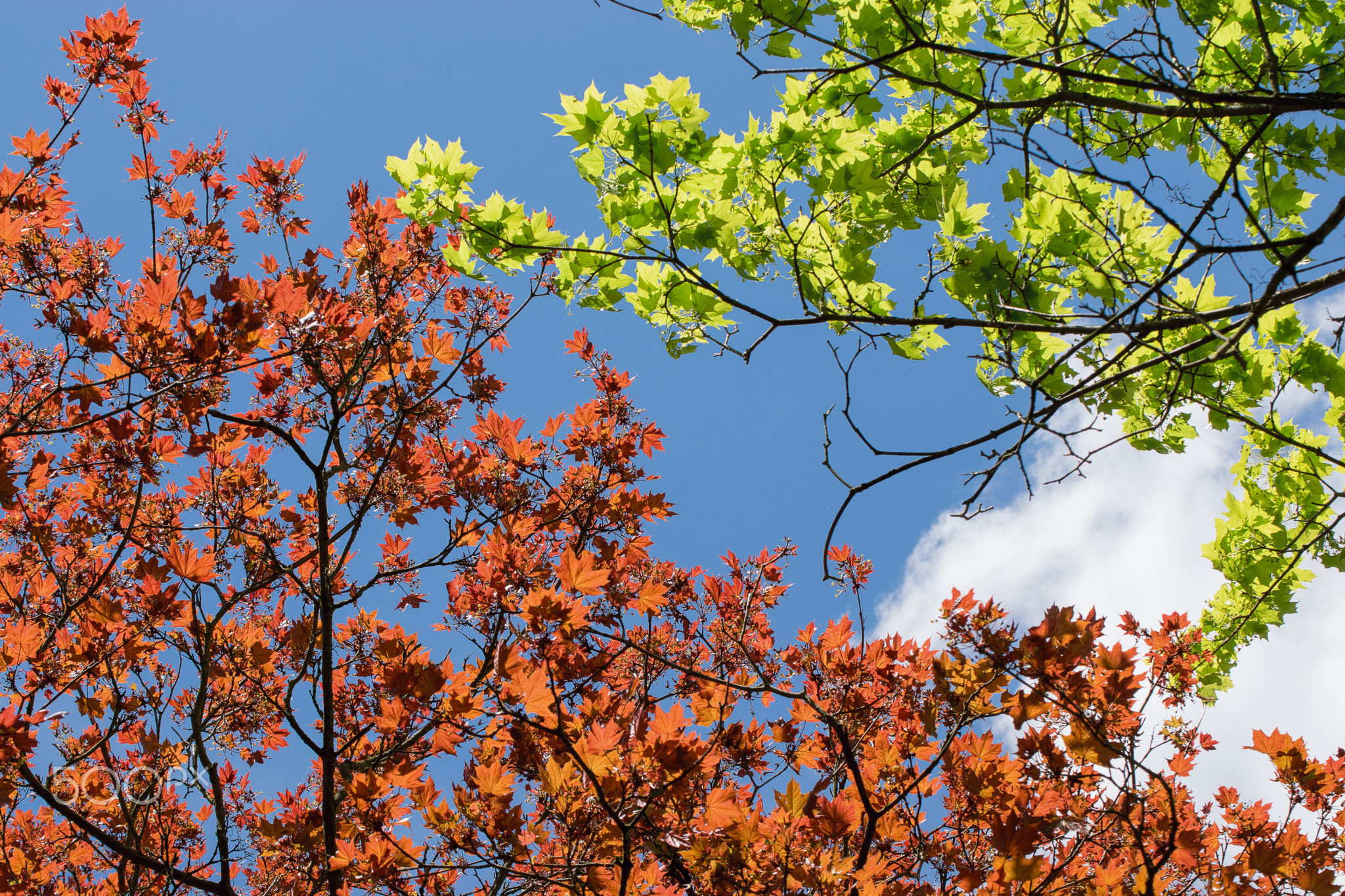 Colorfull Leaves in spring at Rosenhöhe Darmstadt