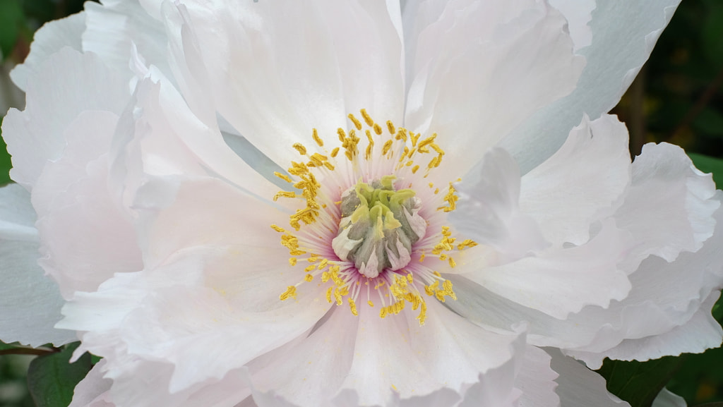 Flower by omefrans on 500px.com