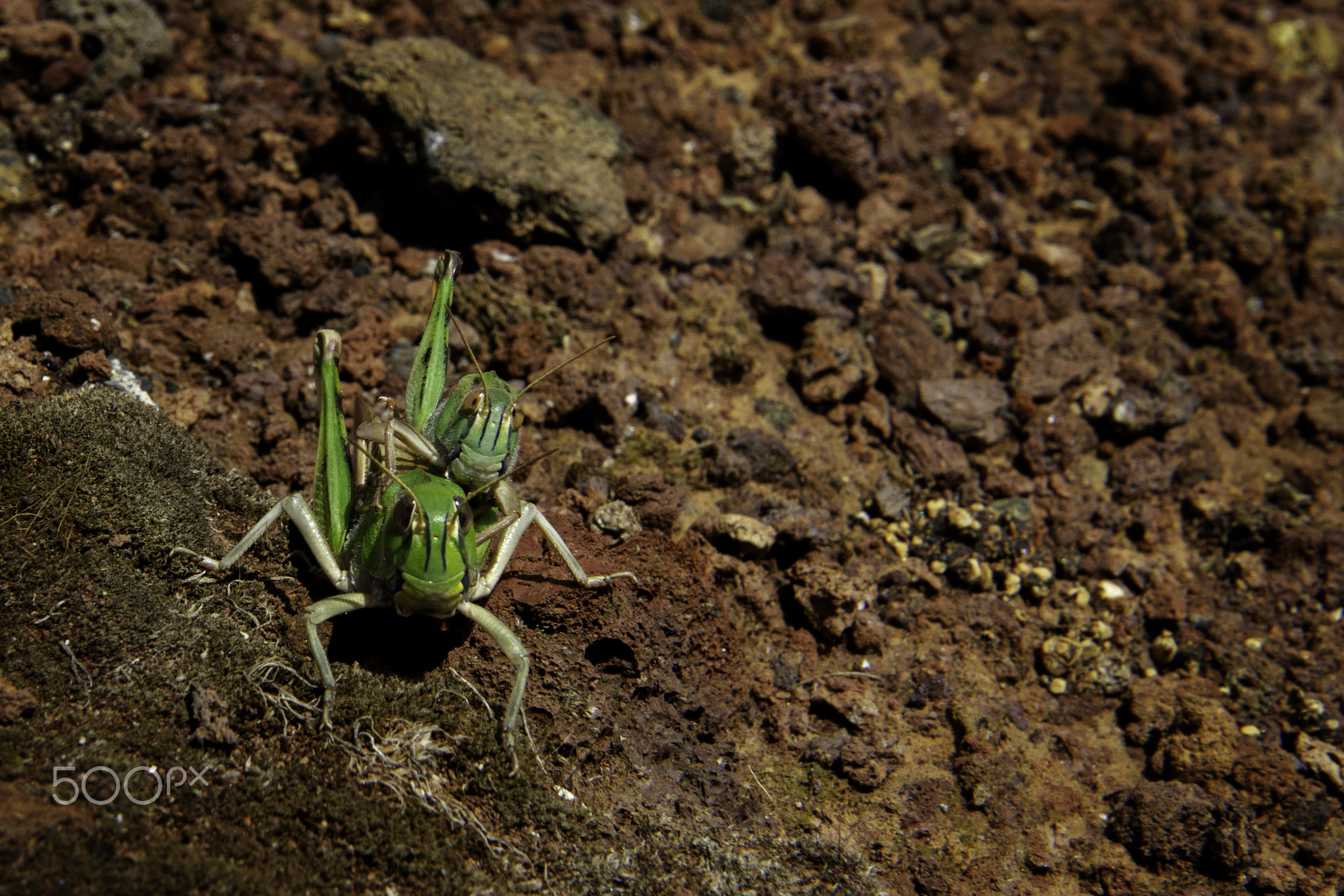 Grasshoppers