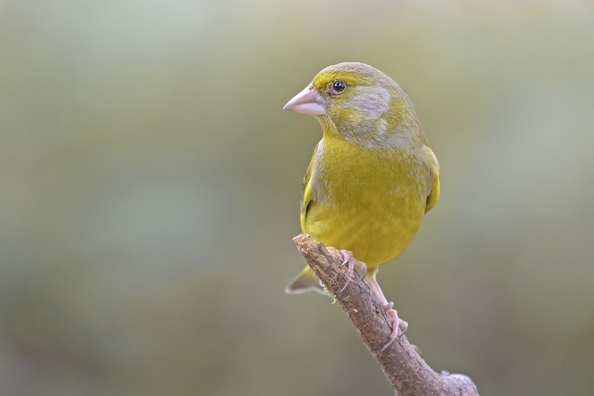 Greenfinch