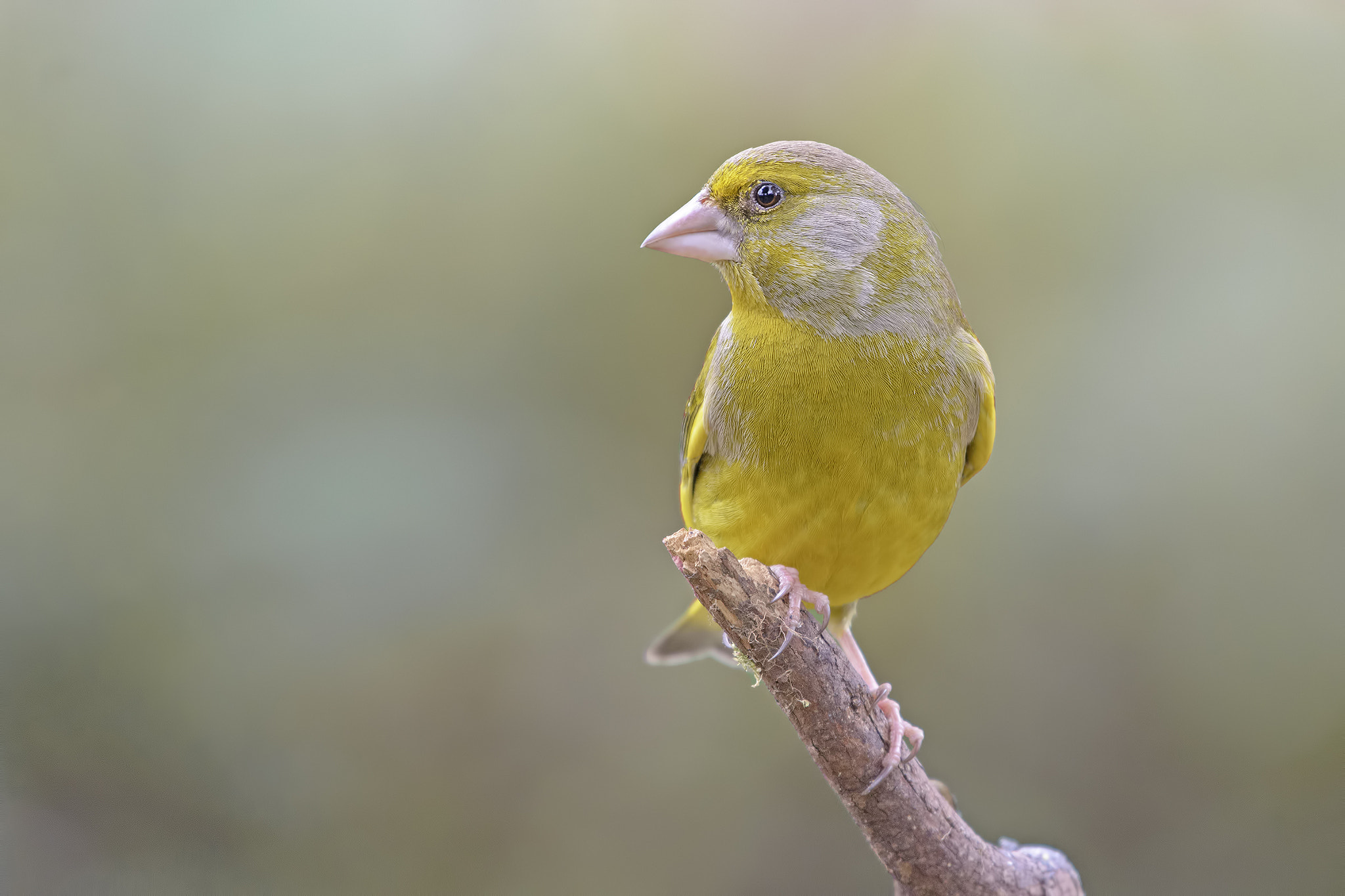 Greenfinch