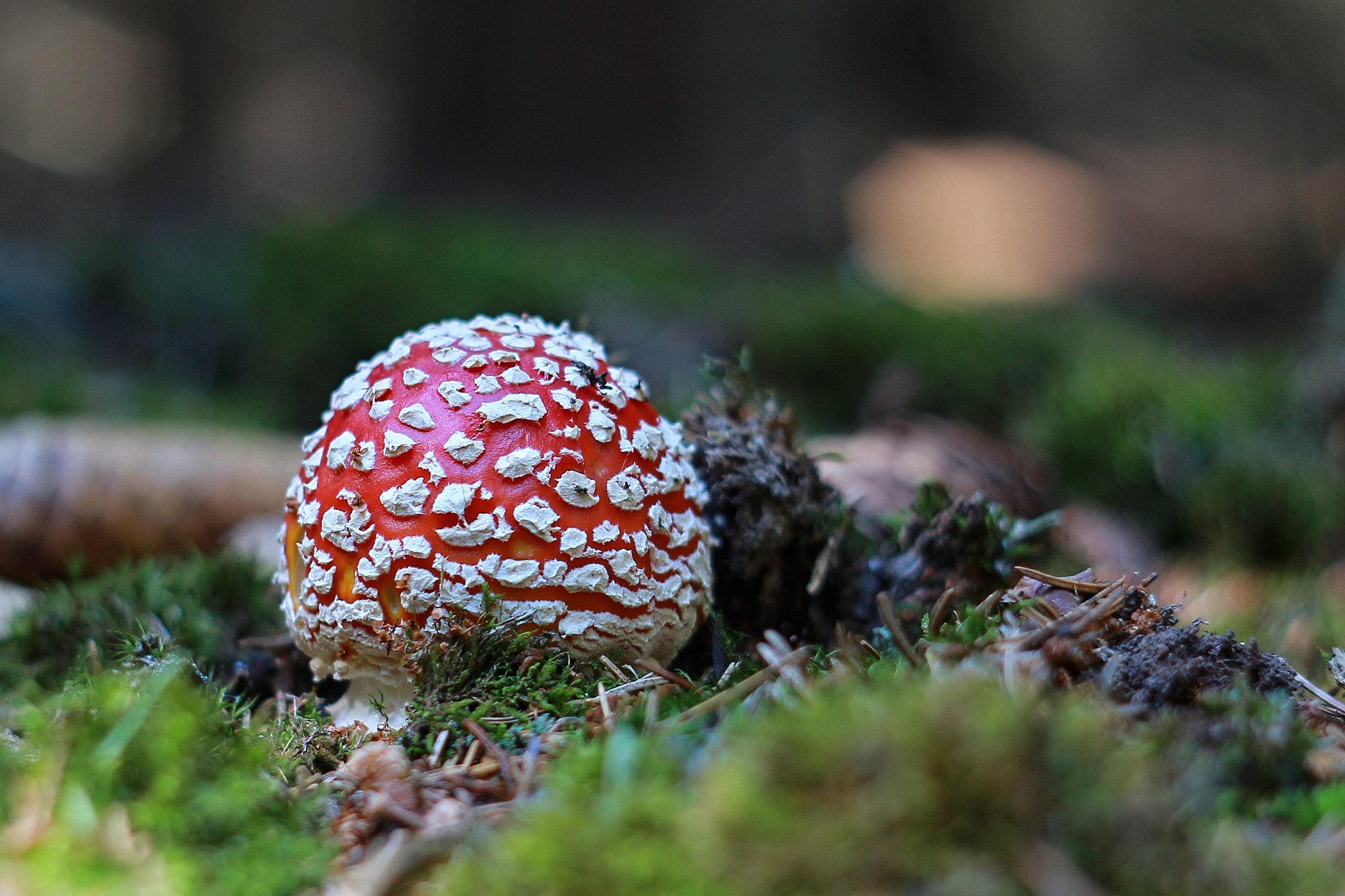 Amanita muscaria