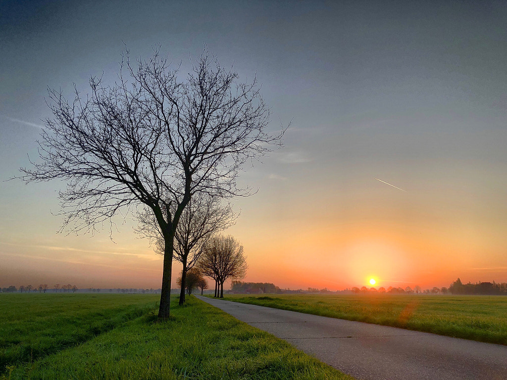 Bare tree sunrise by Bjorn Beheydt on 500px.com
