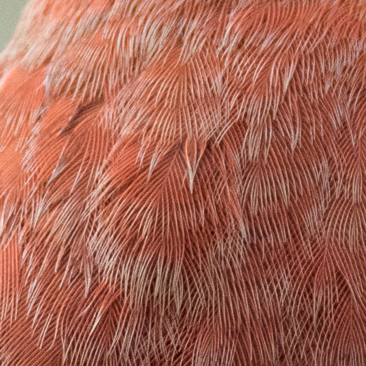 Feather JPG Enhanced by Louis Ferreira on 500px.com