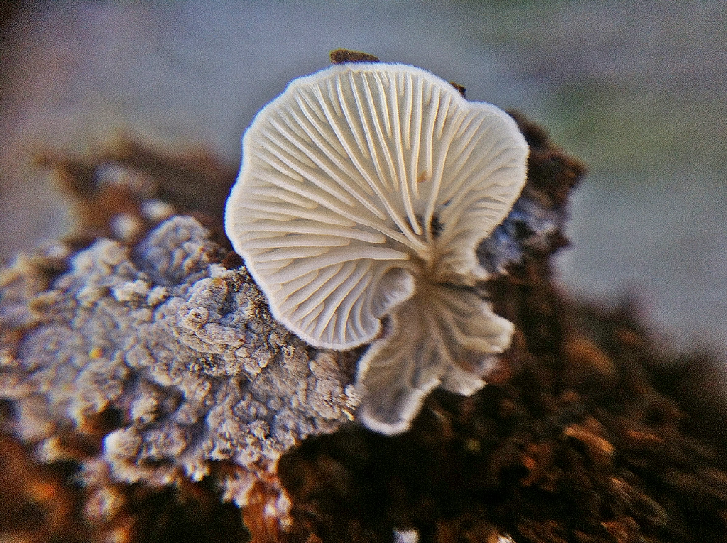 Little Mushroom , Arrhenia rickenii by Onder SAHAN on 500px.com