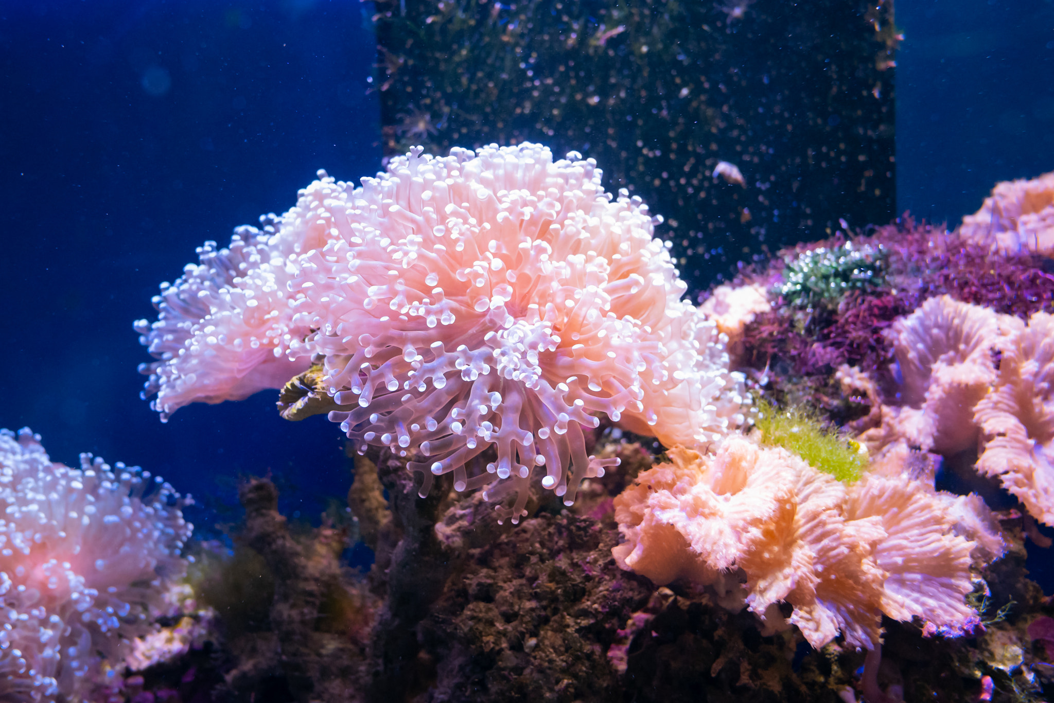 Beautiful sea flower in underwater world with corals and fish.