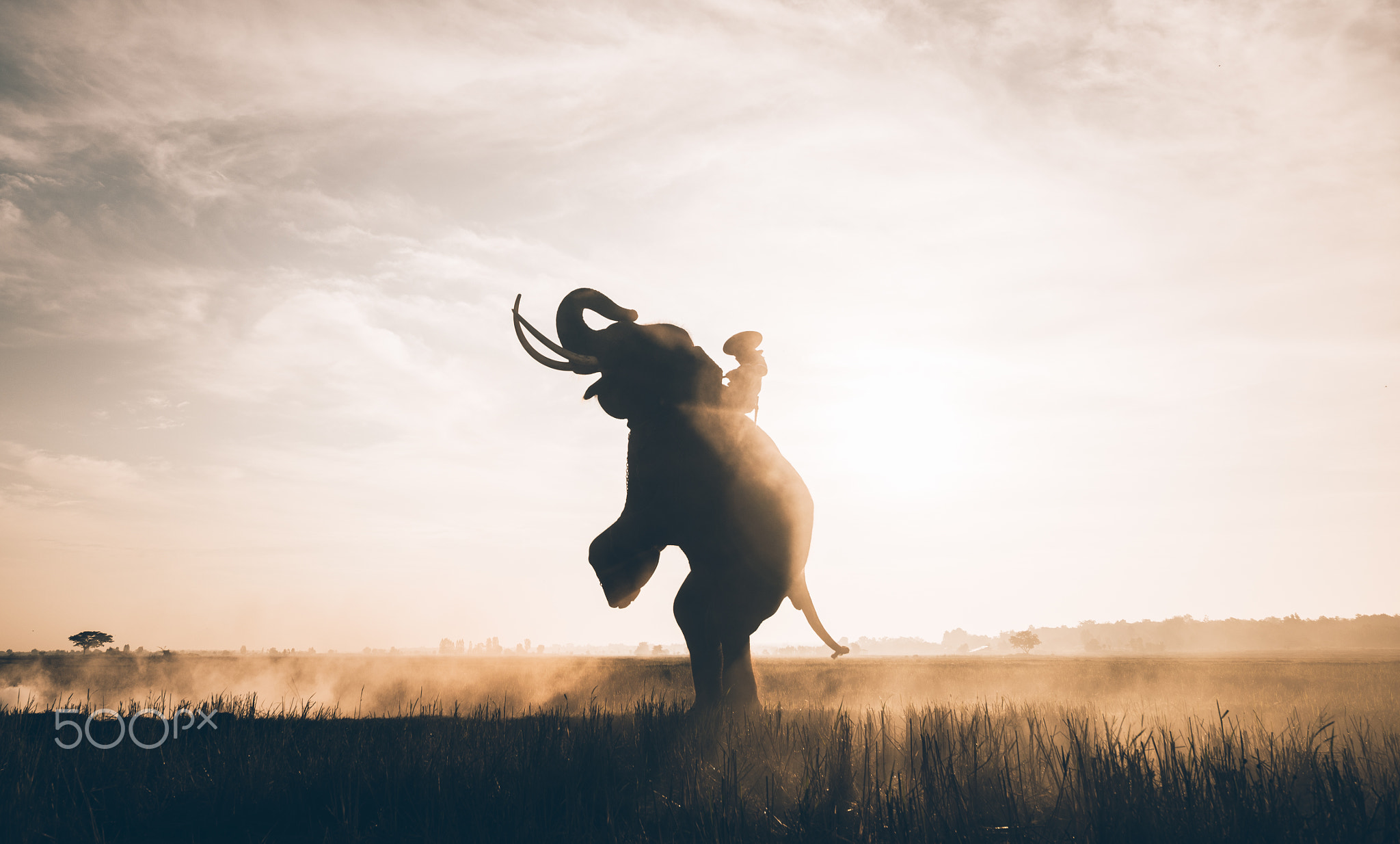 Thai farmers working in the rice fields