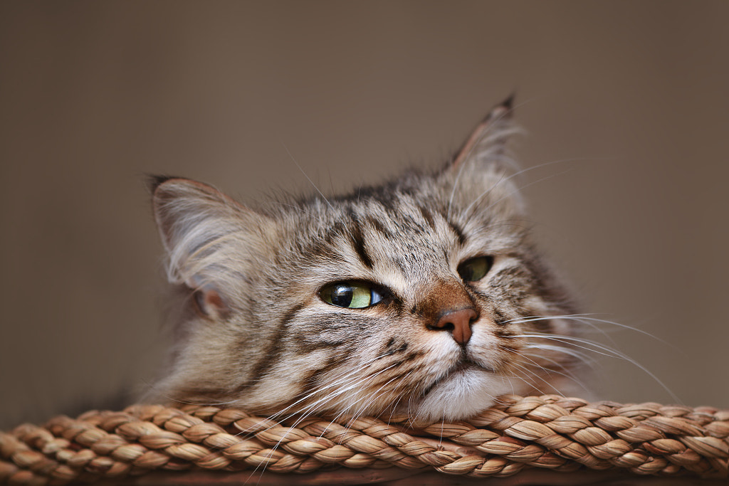 Scornful look of the cat by Nau Nau on 500px.com