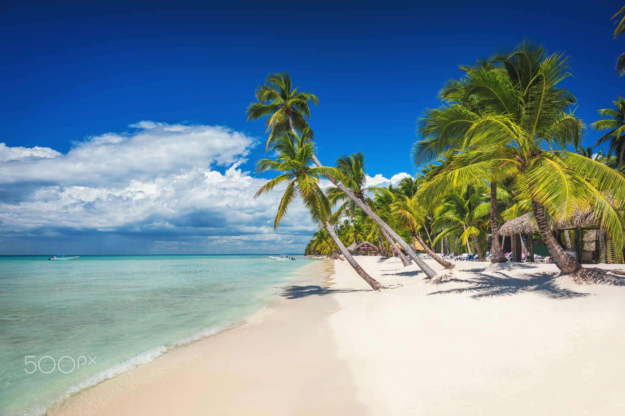 Palm trees on white sandy beach in Caribbean sea, Saona island.