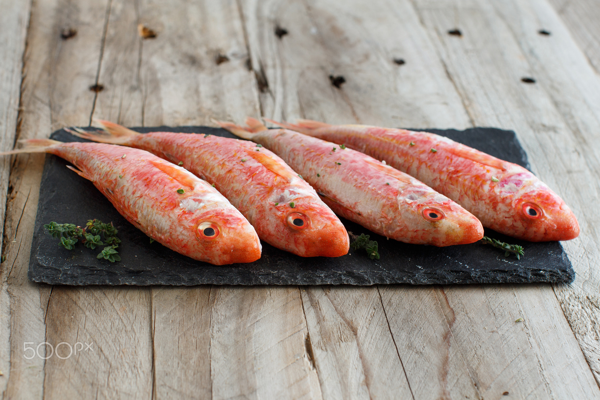 Fresh raw surmullet fish