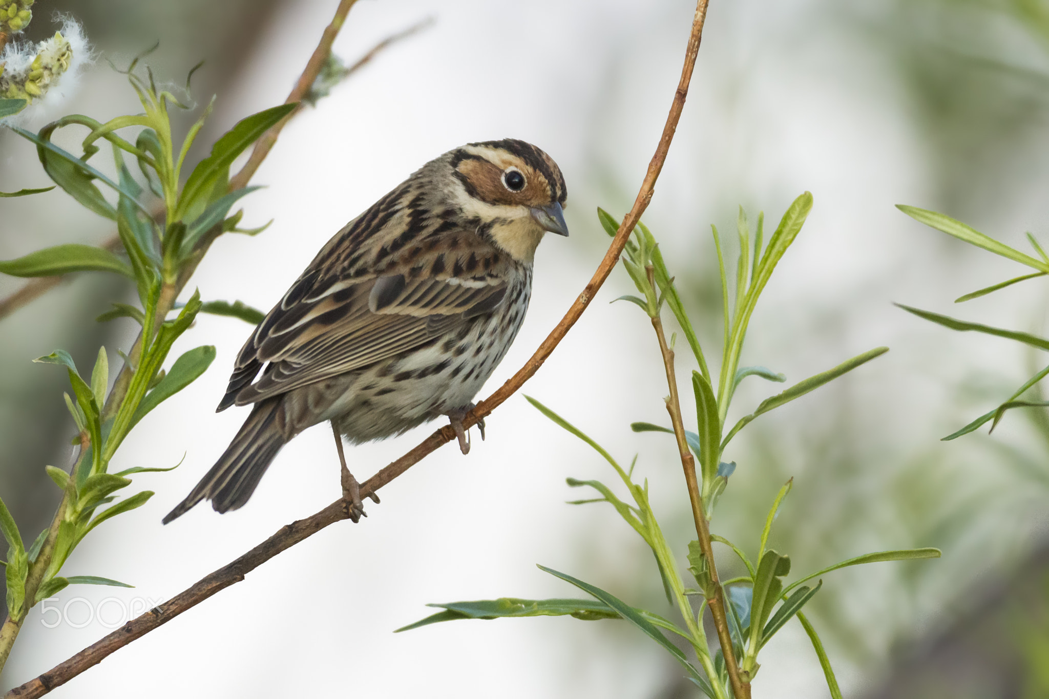 Little Bunting