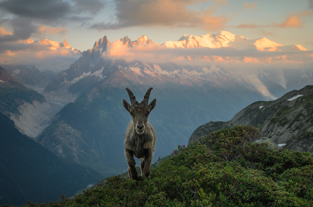 The Alpine ibex on the evening walk by Šárka R?ži?ková on 500px.com