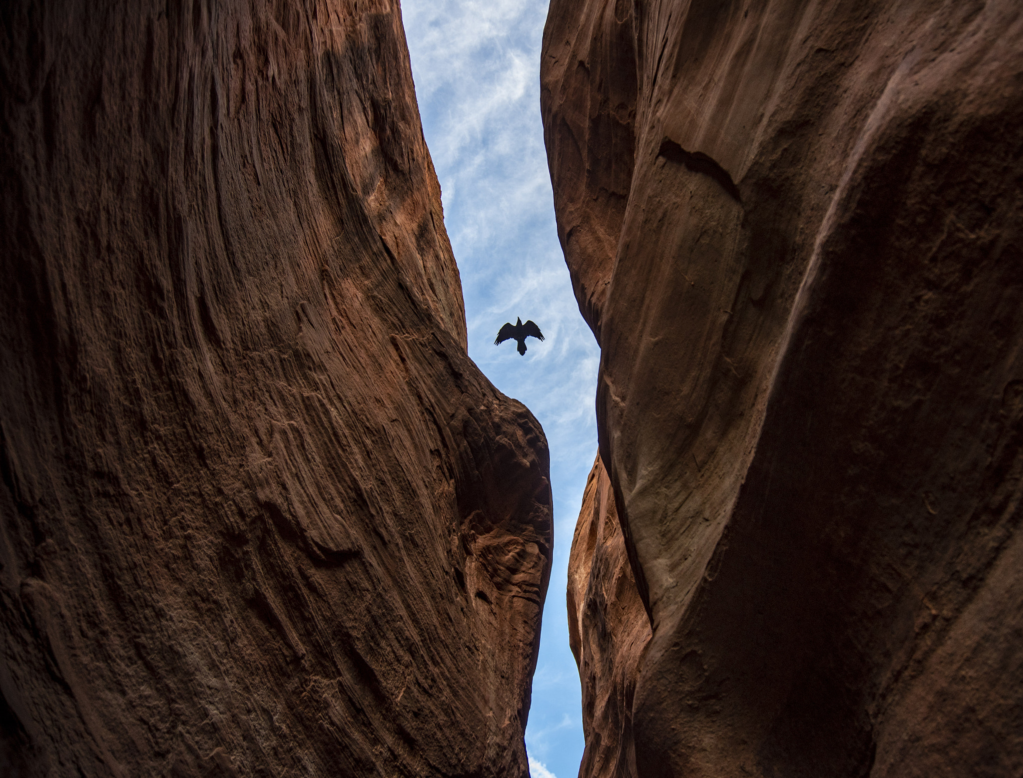 Canyoneering Bird