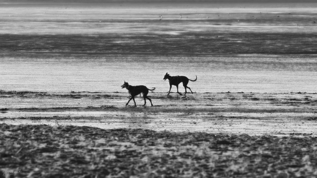 dogs on the beach by Manfred Mauermann on 500px.com
