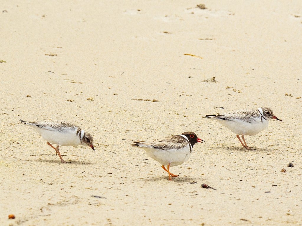Three hooded dotterels or hooded plovers (Thinornis cucullatus). Lights Beach, Denmark, Western... by Paul Amyes on 500px.com