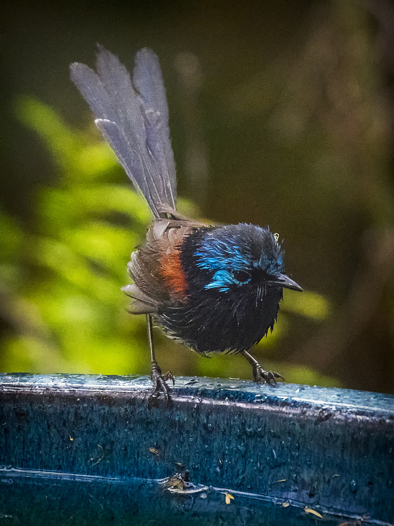 Blue-breasted Fairy Wren by Paul Amyes on 500px.com