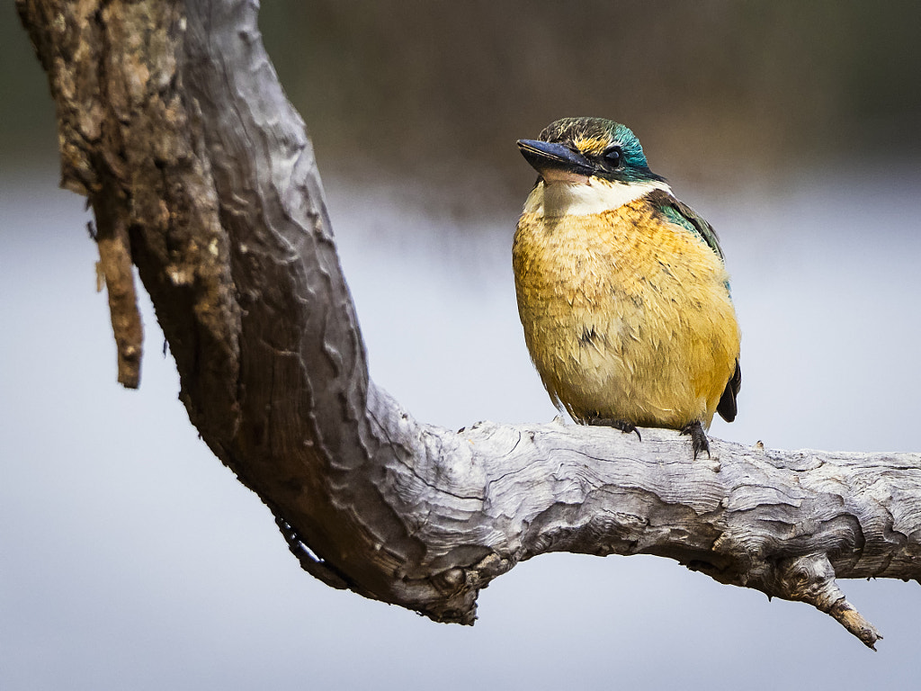 Sacred Kingfisher by Paul Amyes on 500px.com