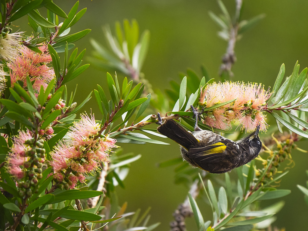 Out On A Limb by Paul Amyes on 500px.com