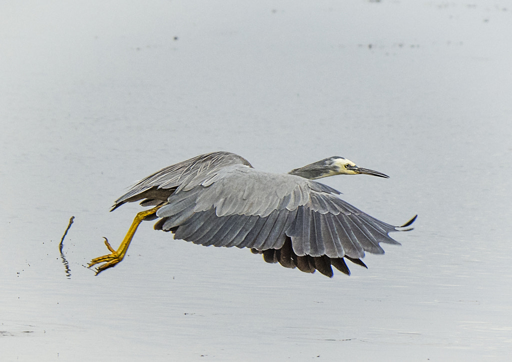 White Faced Herron by Paul Amyes on 500px.com