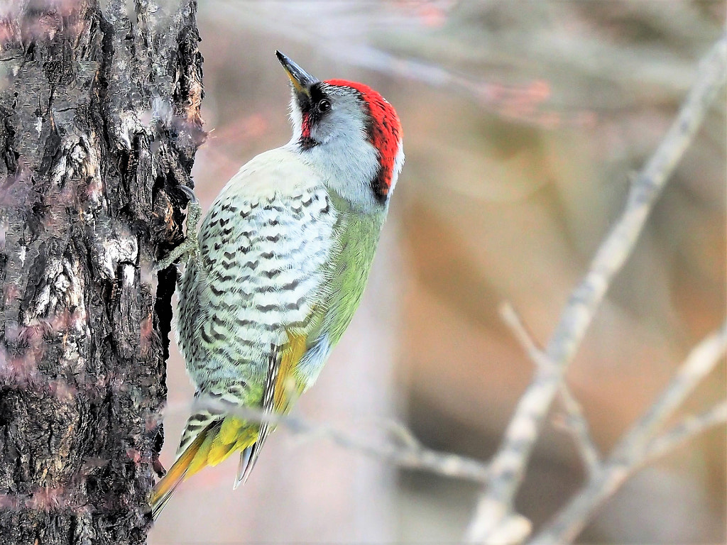 Japanese green woodpecker by shoji uno on 500px.com