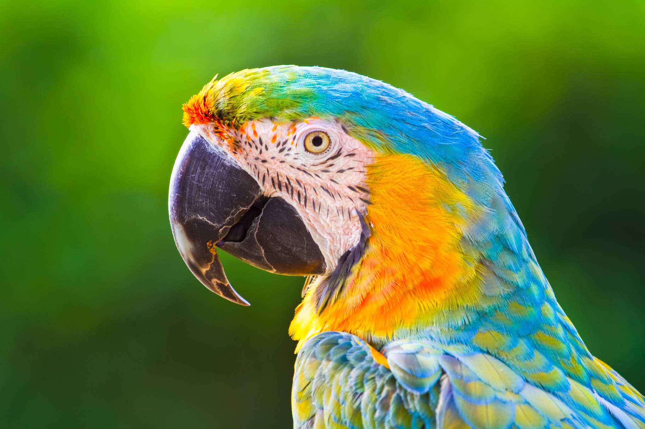 Macaw