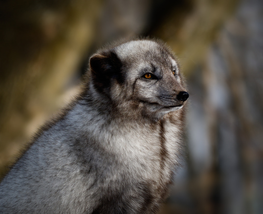 Profil by Johanne Dauphinais on 500px.com