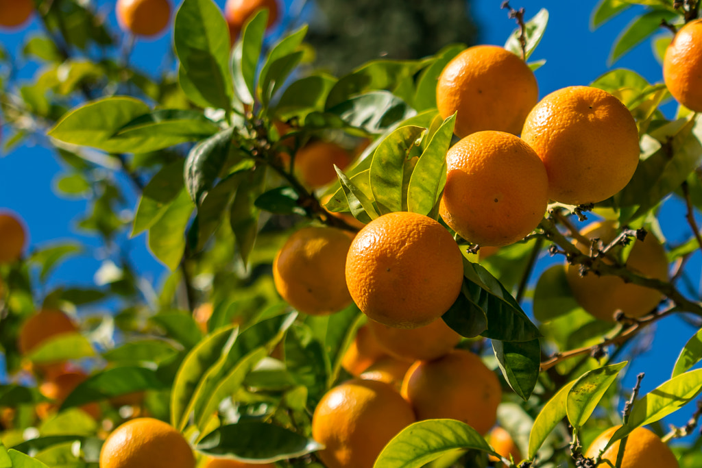 February fruit by Rinai Dorensiko on 500px.com