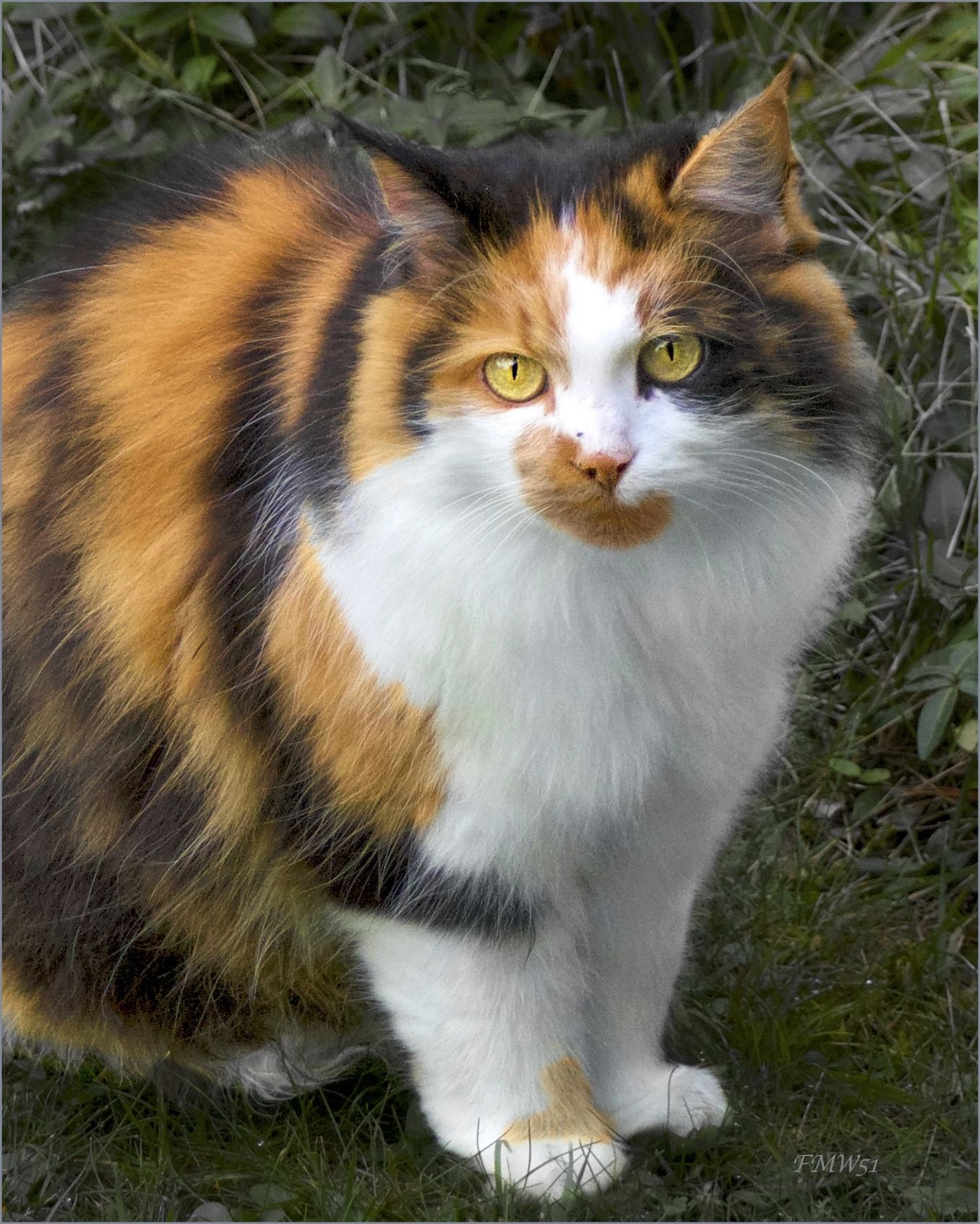 Tricoloured Lucky Cat