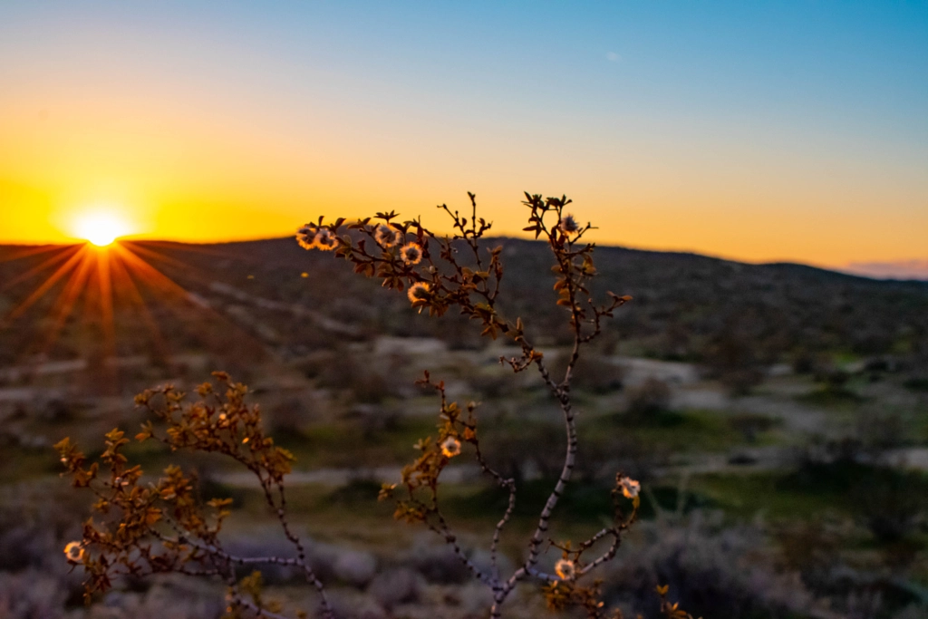 Sunset Desert Bush by Gregory Primus on 500px.com