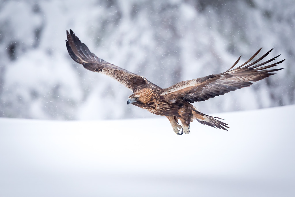 Golden Eagle Top 10 Fastest Birds in the World