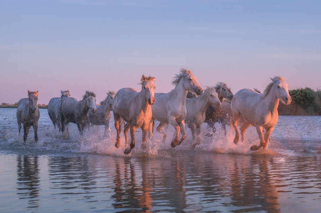 Running with the Horses by Iurie Belegurschi on 500px.com