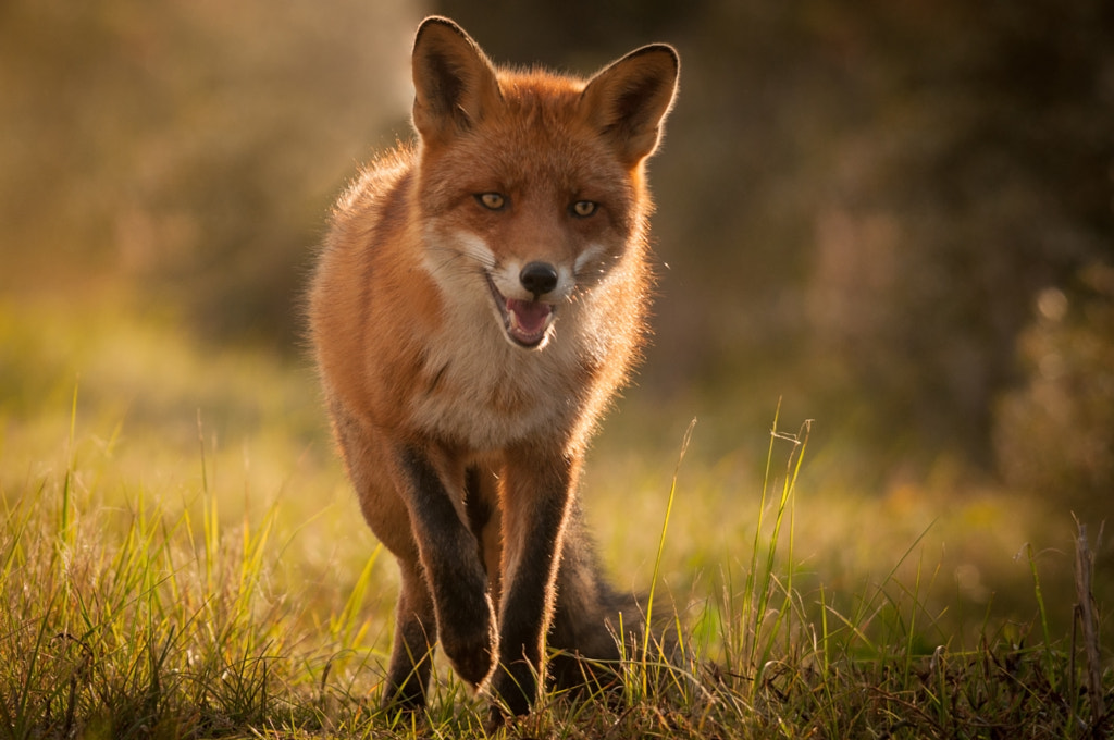 Golden hour Fox... by Hermen van Laar on 500px.com