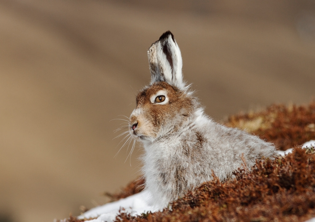 Scottish Mountain Hare (Lepus timidus scoticus) by Andy Howard - Photo ...