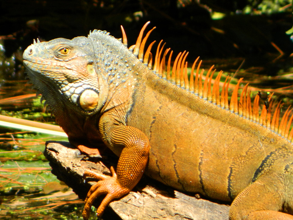 Iguana Amarilla by Gerardo Landaverde / 500px