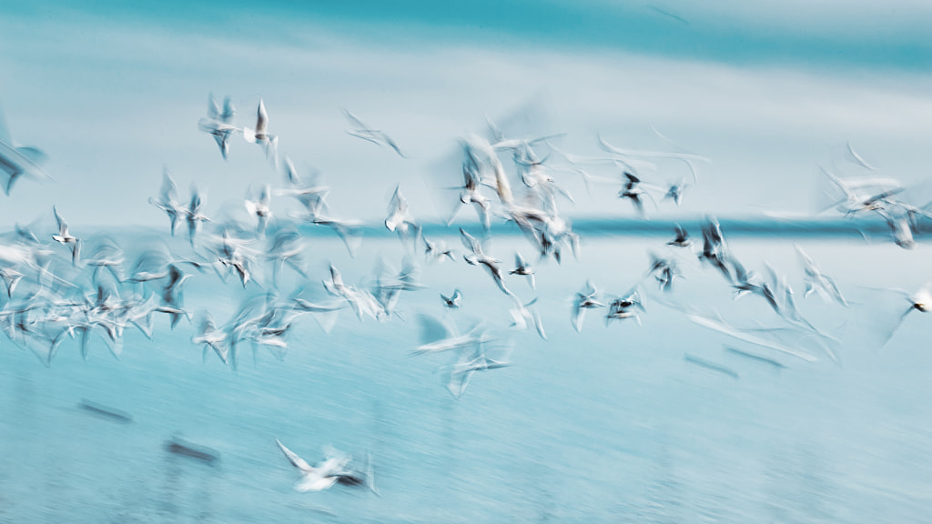 Abstract picture from a gruop seabirds on the air by Arpad Radoczy on 500px.com