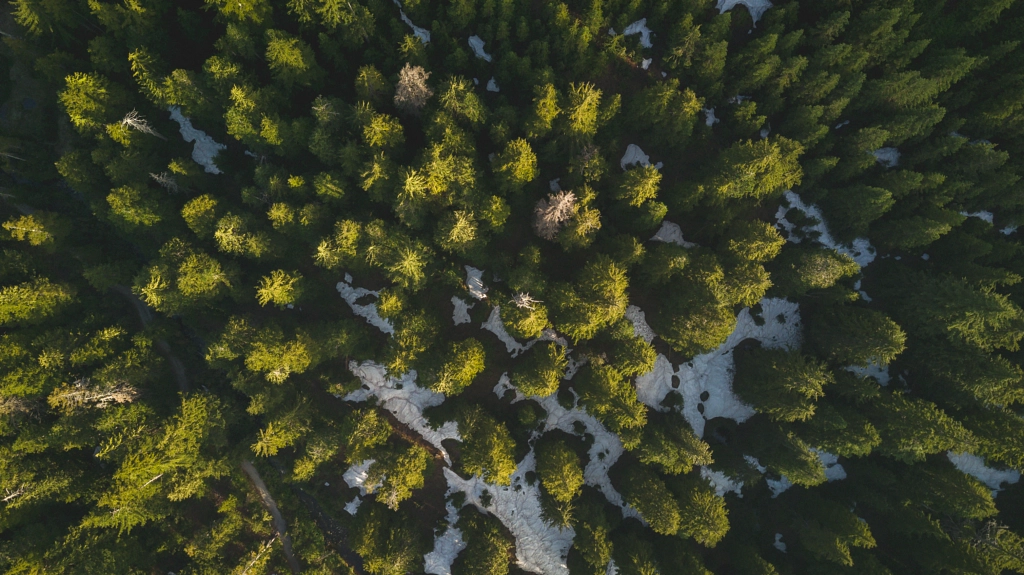 Forest by Jason Liu on 500px.com