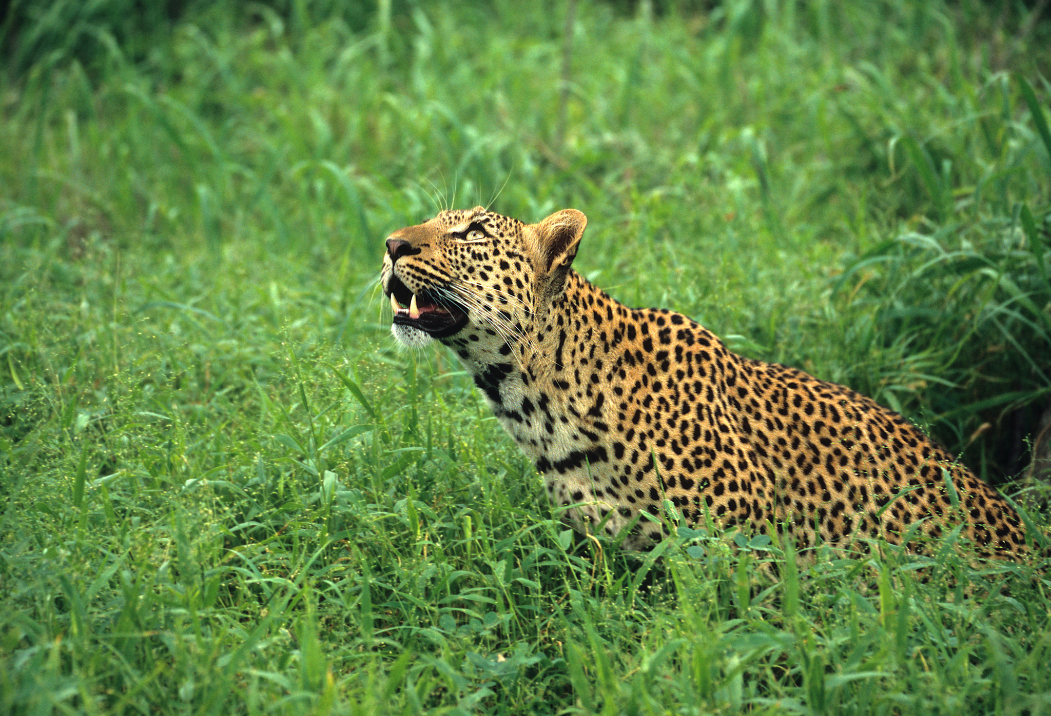 Leopard Stare