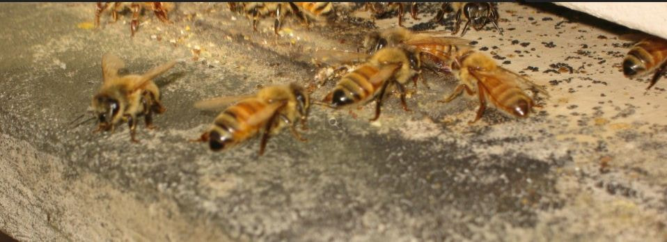 The Bee Detectives, Inc.