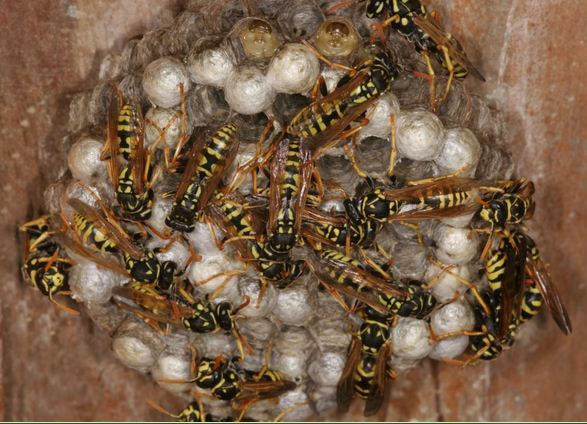 The Bee Detectives, Inc.