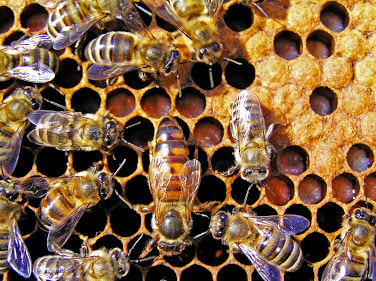 The Bee Detectives, Inc.