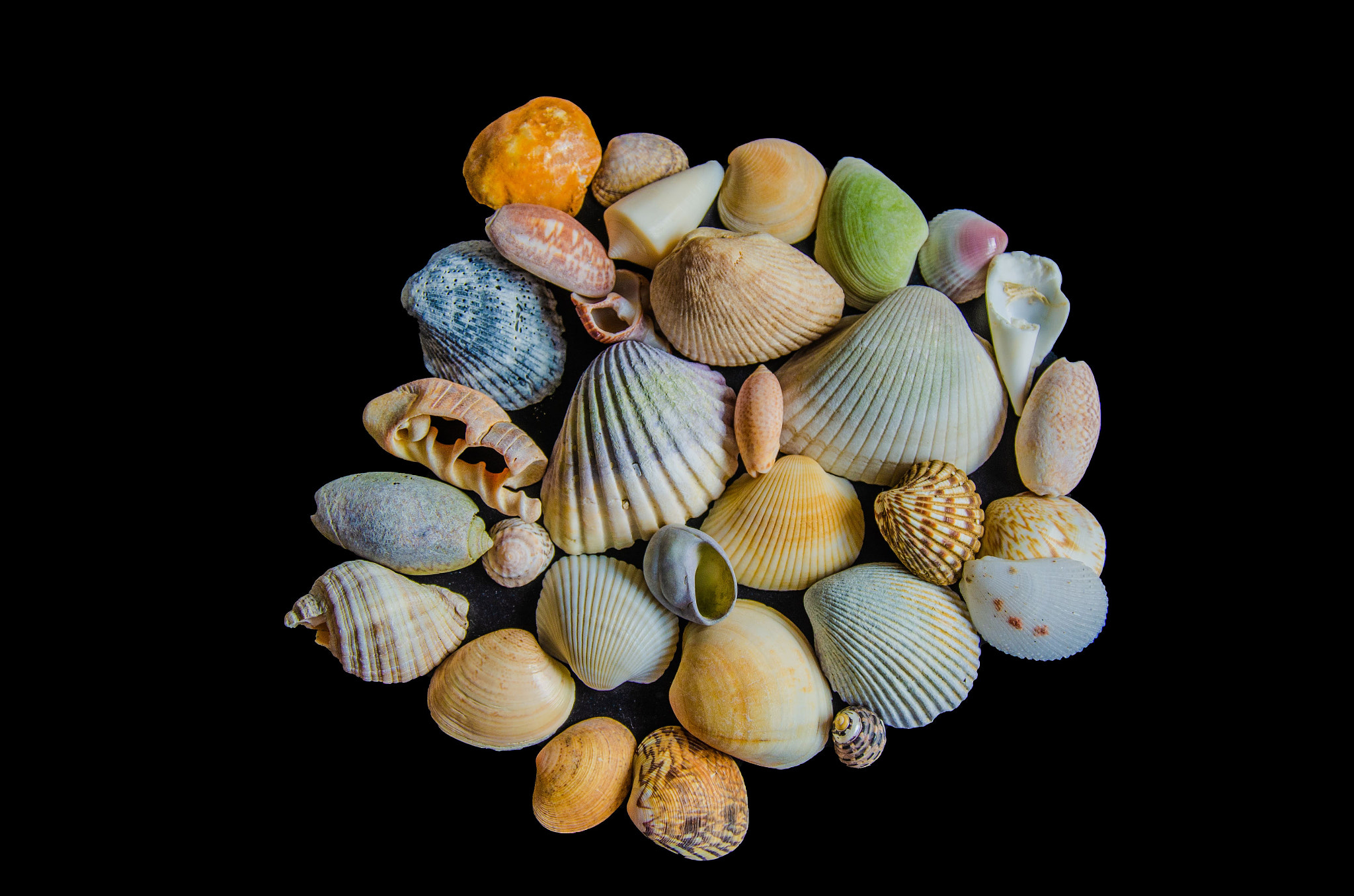 Sea shells