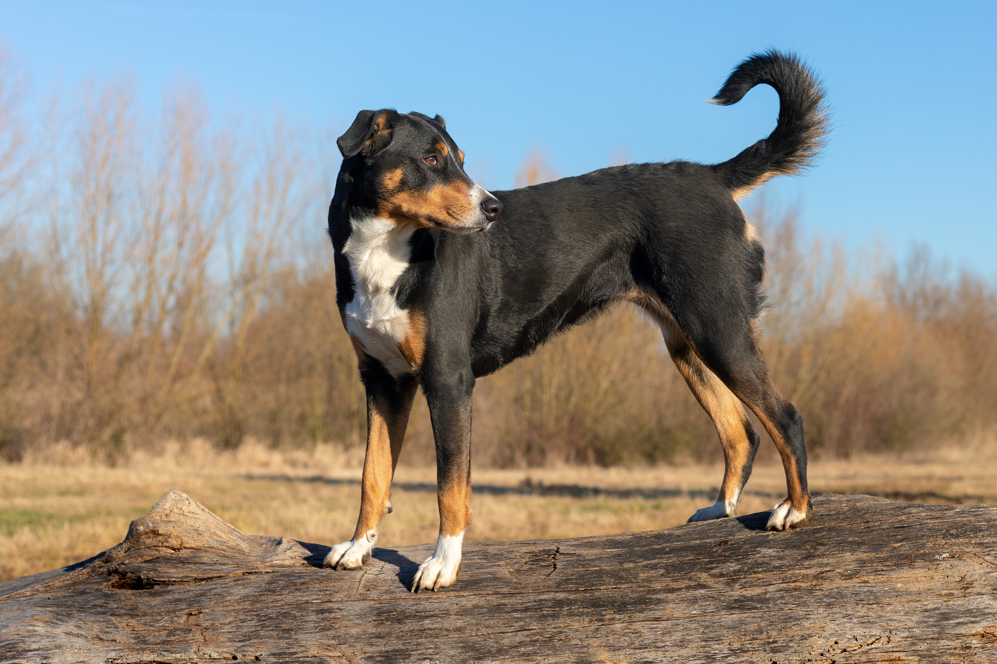 Appenzeller breed dog standing on a tree trunk and looking forwa