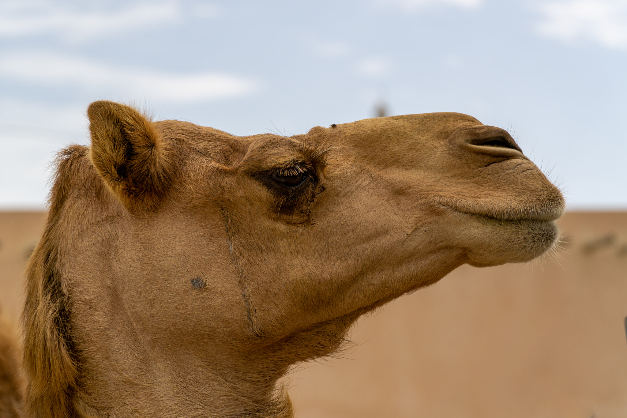 Desert camel