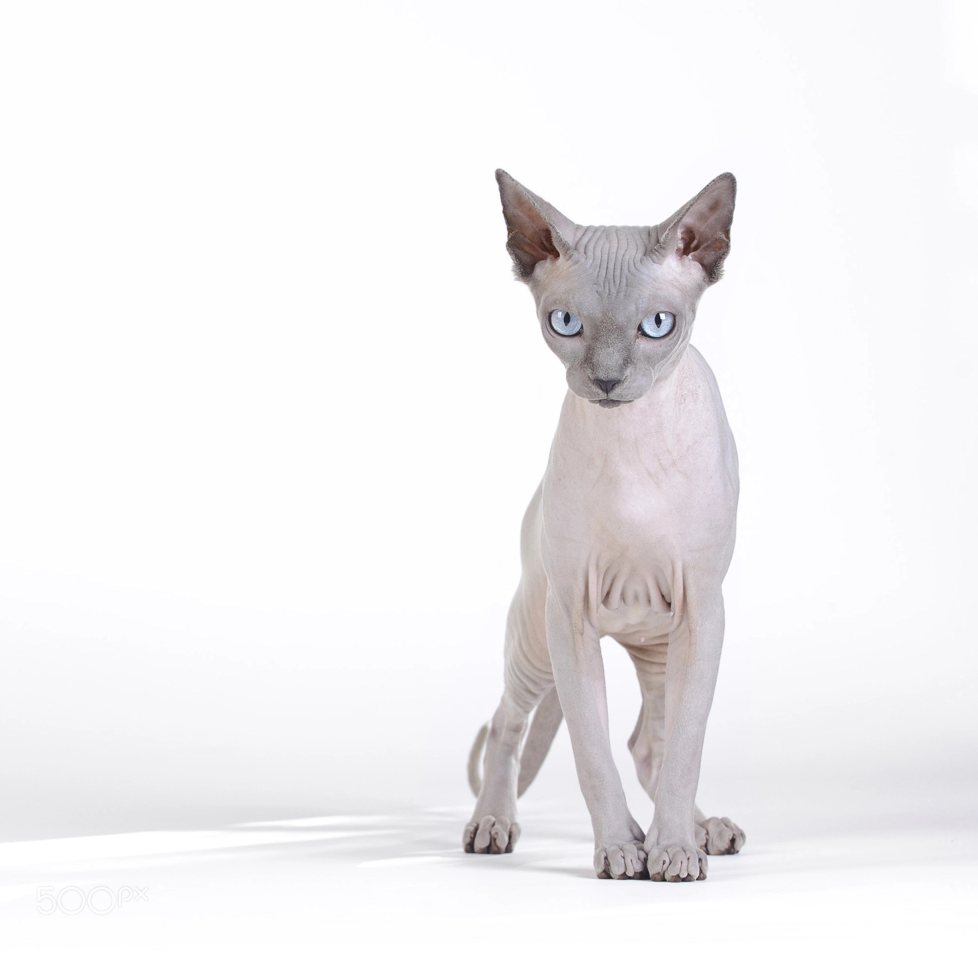 Canadian sphynx cat